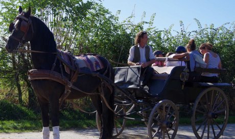 Attelage Cambounet-sur-le-Sor