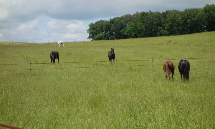 Installations de votre  centre équestre à Cambounet-sur-le-Sor 